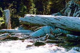 Forestry remains in Jumbo Creek