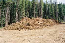 Forestry remains in Jumbo Creek