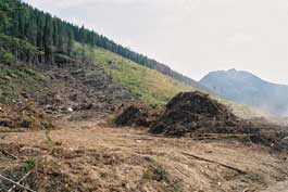 New Logging in Jumbo Creek