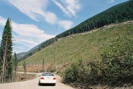 New Logging in Jumbo Creek