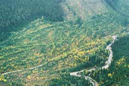 Logging in Jumbo Creek Valley