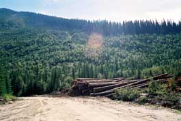 New Logging in Jumbo Creek