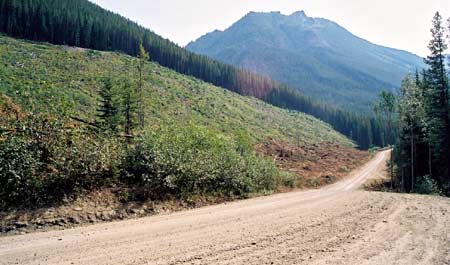 Jumbo Creek Valley